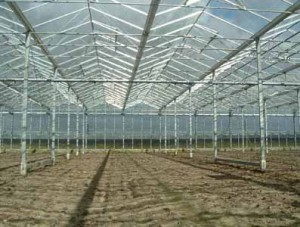 Växthus - Venlo - 10.000 m²
