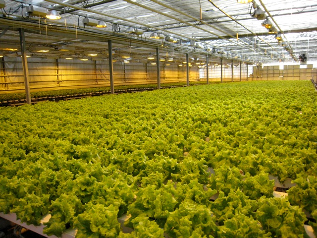 sallad